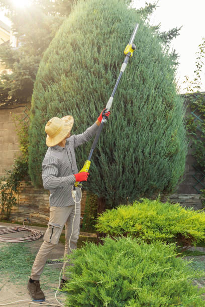 Best Tree Preservation Services  in Freeport, PA