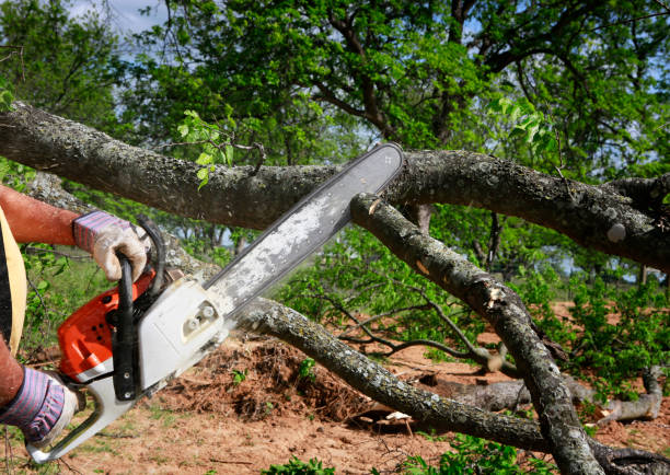 Best Commercial Tree Services  in Freeport, PA