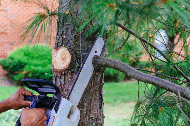 Best Tree Removal  in Freeport, PA